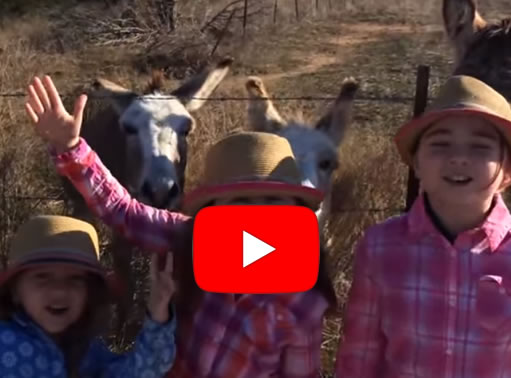 Meet a Donkey Family