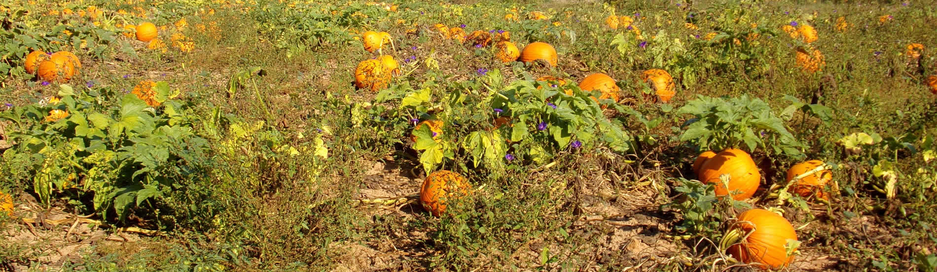 Pumpkin patch taken October 01