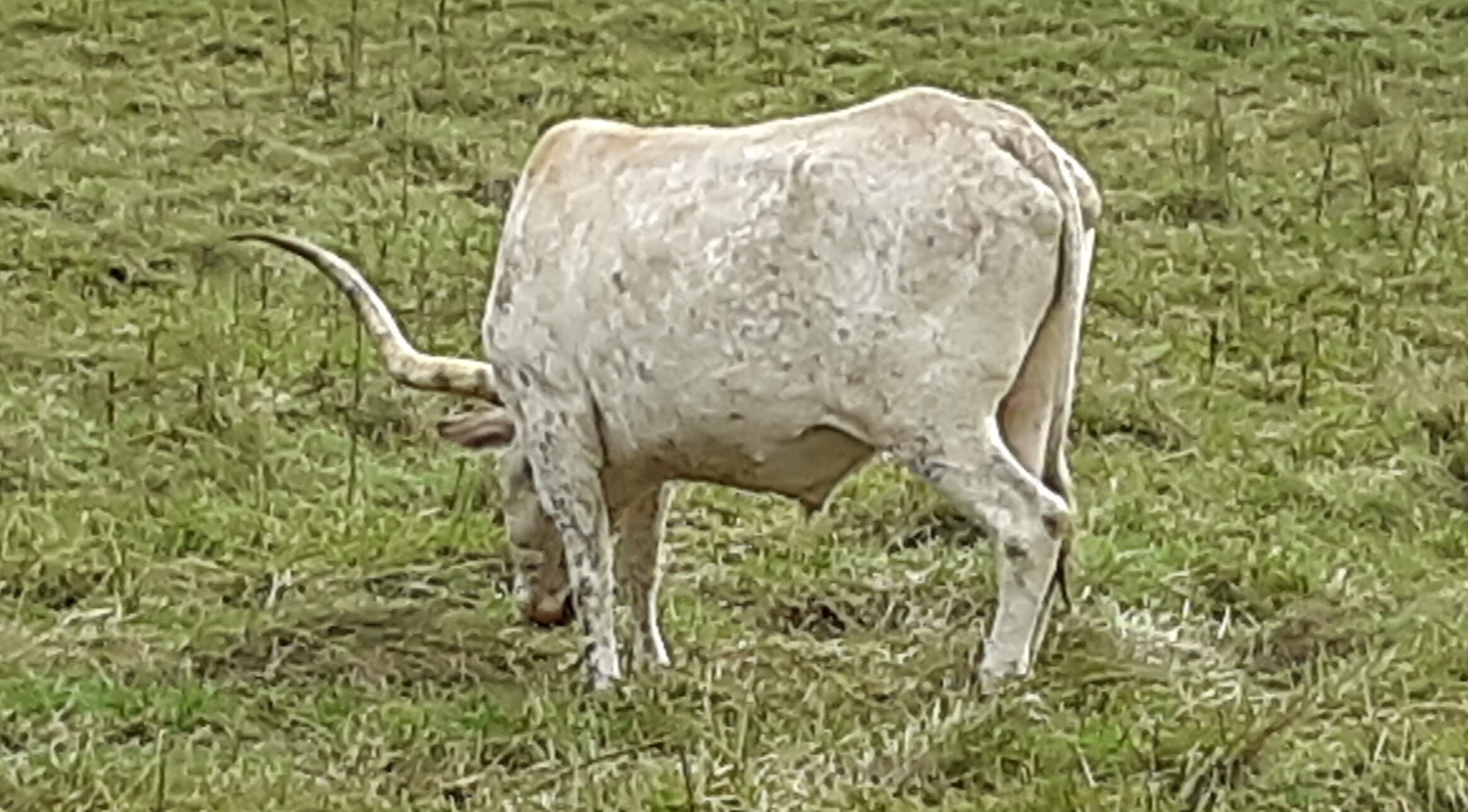 Longhorn