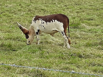 Cattle at Upton Family Farm