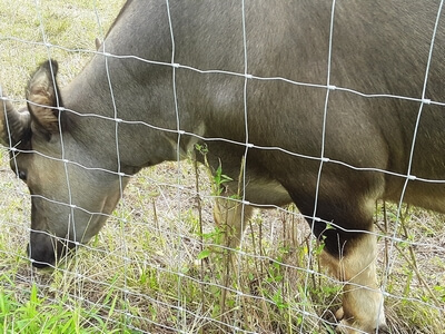 Cattle at Upton Family Farm