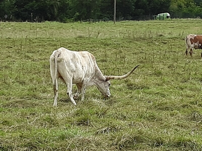Cattle at Upton Family Farm