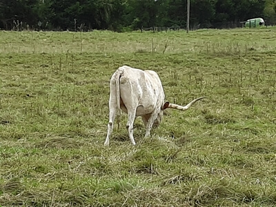 Cattle at Upton Family Farm