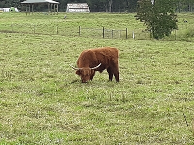 Cattle at Upton Family Farm