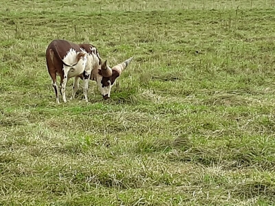 Cattle at Upton Family Farm