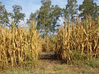 Corn Maze at Upton Family Farm