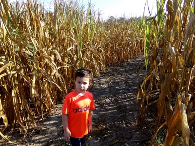 Corn Maze at Upton Family Farm