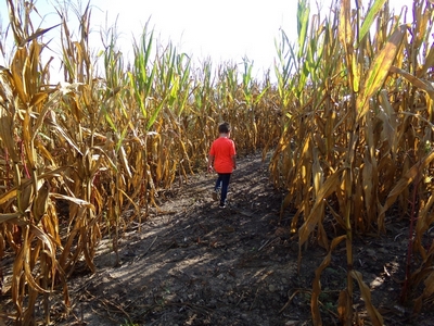 Corn Maze at Upton Family Farm