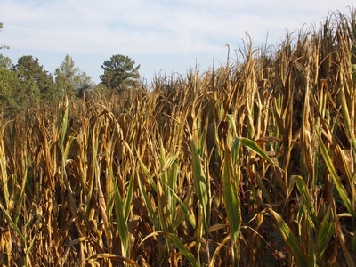 Corn Maze at Upton Family Farm