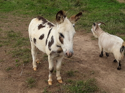 Miniature Donkey