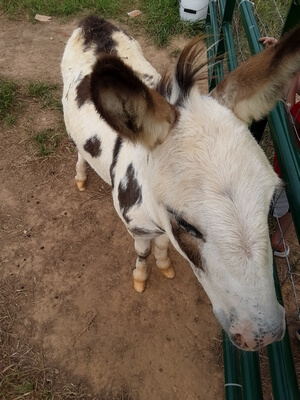 Miniature Donkey