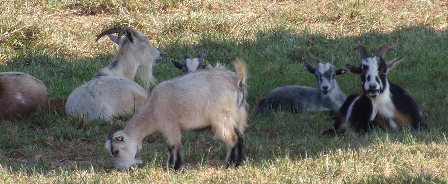 Goat Family