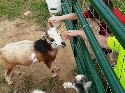 Our Goat Family