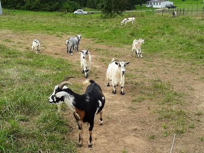 Our Goat Family