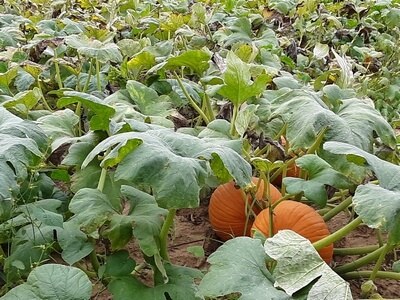 Cattle at Upton Family Farm